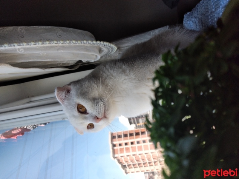 Scottish Fold, Kedi  Sütlaç fotoğrafı