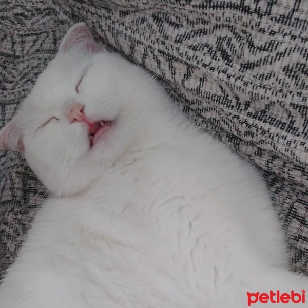 Scottish Fold, Kedi  Sütlaç fotoğrafı