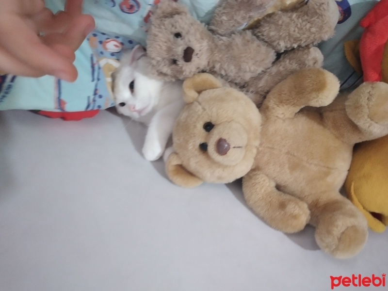 Scottish Fold, Kedi  Sütlaç fotoğrafı