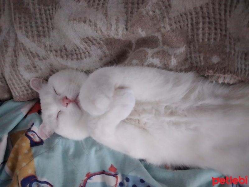 Scottish Fold, Kedi  Sütlaç fotoğrafı