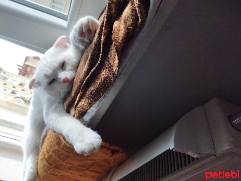 Scottish Fold, Kedi  Sütlaç fotoğrafı
