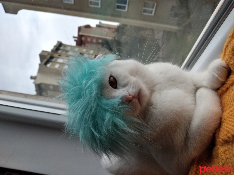 Scottish Fold, Kedi  Sütlaç fotoğrafı