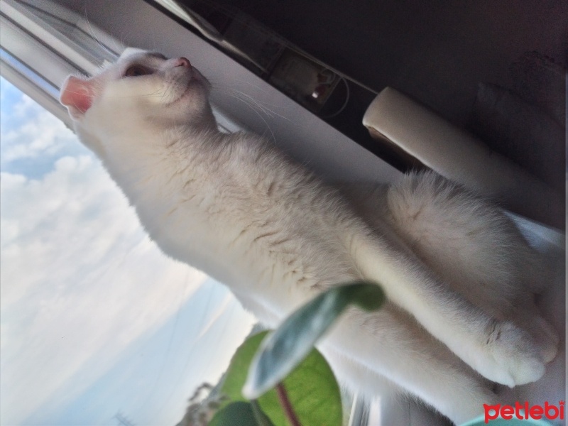 Scottish Fold, Kedi  Sütlaç fotoğrafı