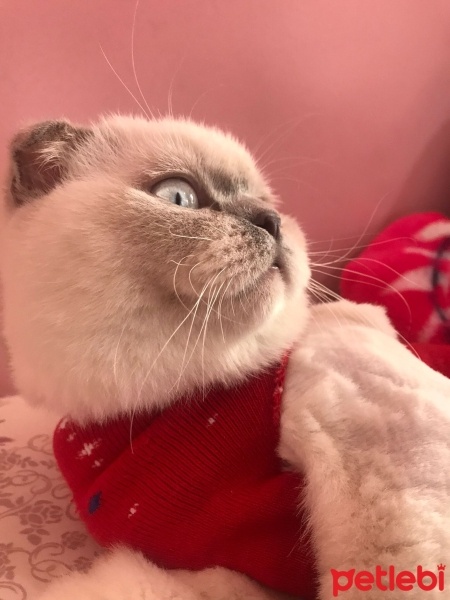 Scottish Fold, Kedi  Ponçik fotoğrafı