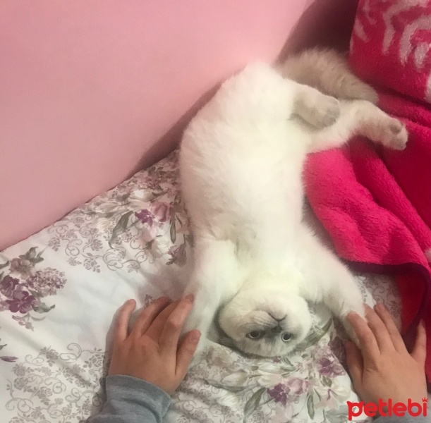Scottish Fold, Kedi  Ponçik fotoğrafı