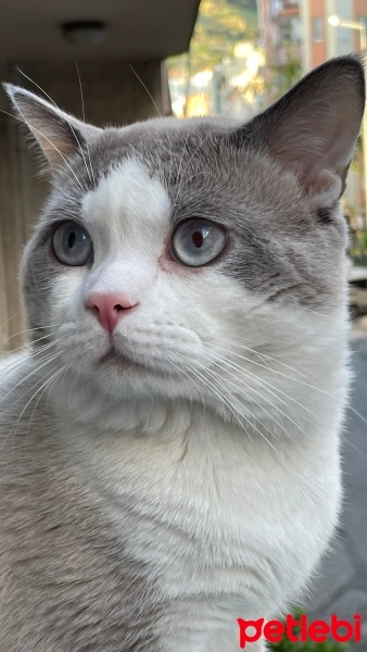 British Shorthair, Kedi  Pamuk fotoğrafı