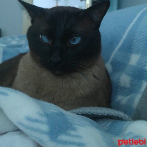 Siyam Kedisi, Kedi  Kumsal fotoğrafı