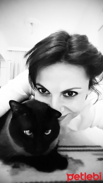 Siyam Kedisi, Kedi  Kumsal fotoğrafı