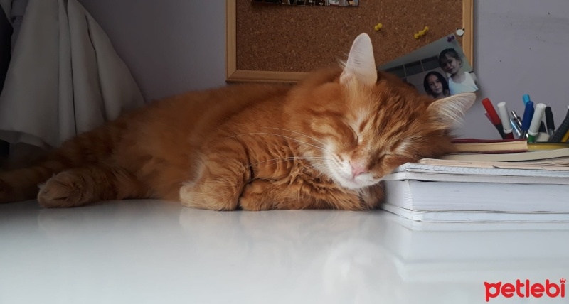 Sarman, Kedi  Tarçın fotoğrafı