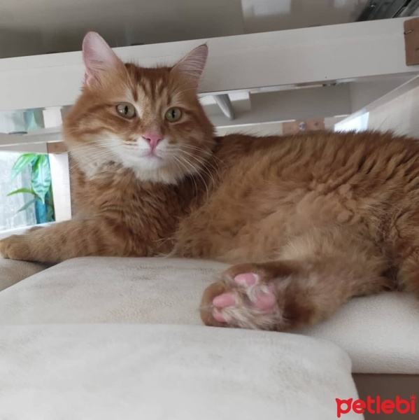 Sarman, Kedi  Tarçın fotoğrafı