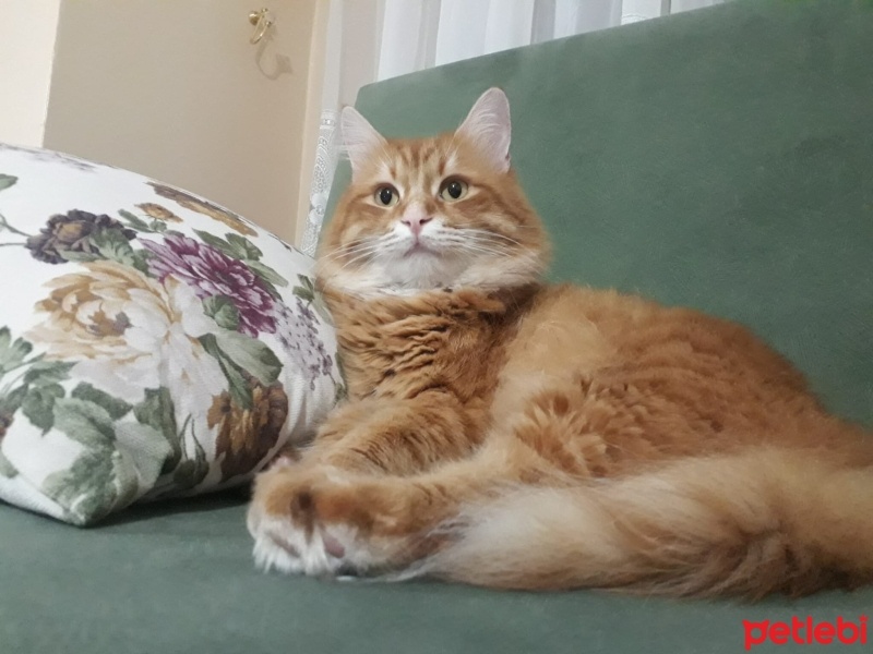 Sarman, Kedi  Tarçın fotoğrafı