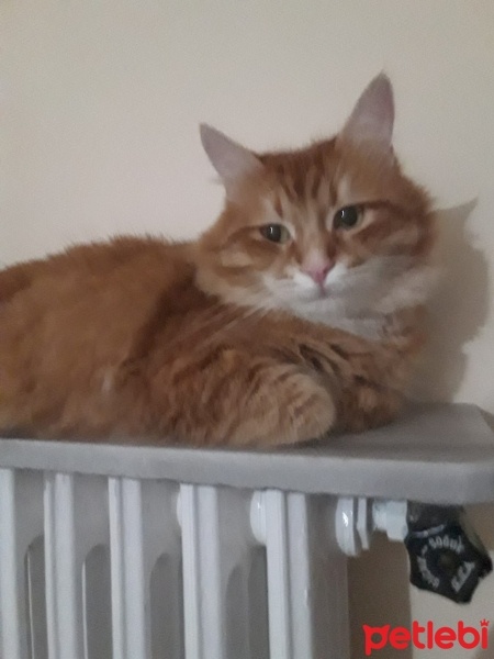 Sarman, Kedi  Tarçın fotoğrafı