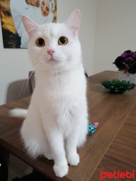 British Shorthair, Kedi  Miya fotoğrafı