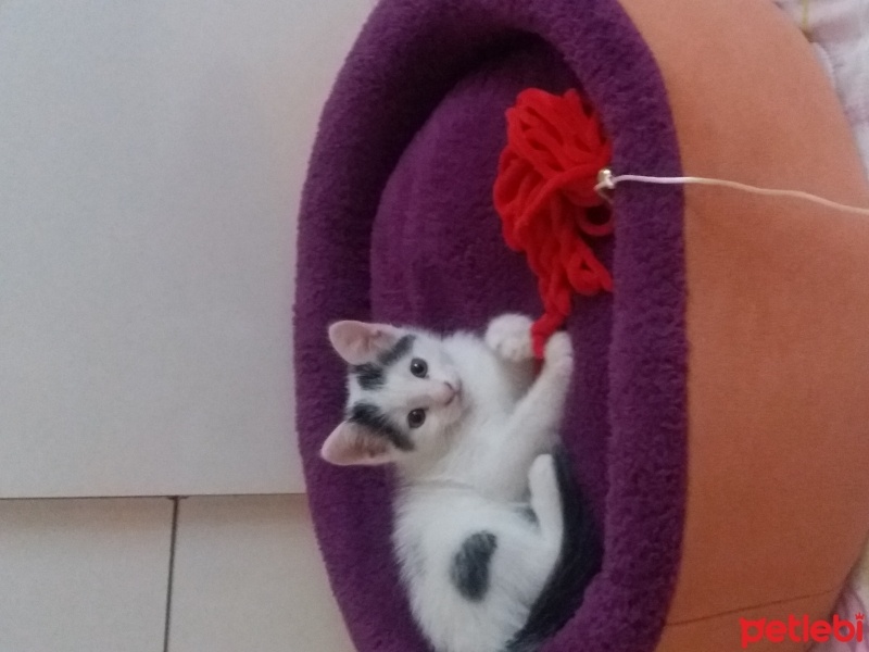Tekir Kedi, Kedi  Loli fotoğrafı
