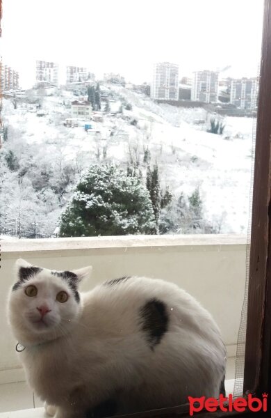 Tekir Kedi, Kedi  Loli fotoğrafı