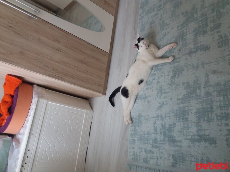 Tekir Kedi, Kedi  Loli fotoğrafı