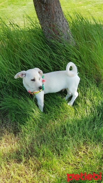 Jack Russell Terrier, Köpek  Oscar fotoğrafı