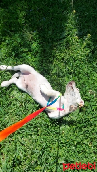 Jack Russell Terrier, Köpek  Oscar fotoğrafı