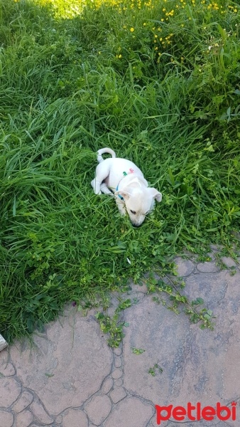 Jack Russell Terrier, Köpek  Oscar fotoğrafı