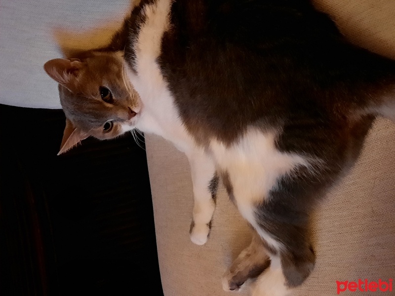 Tekir Kedi, Kedi  DUMAN fotoğrafı