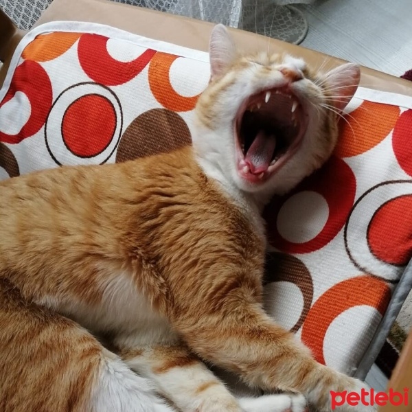 Sarman, Kedi  limon fotoğrafı