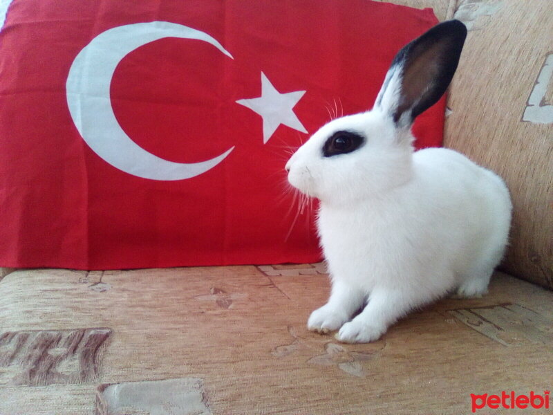 Tavşan, Kemirgen  Zeytin fotoğrafı