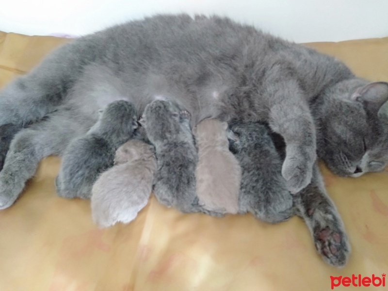British Shorthair, Kedi  Miya fotoğrafı