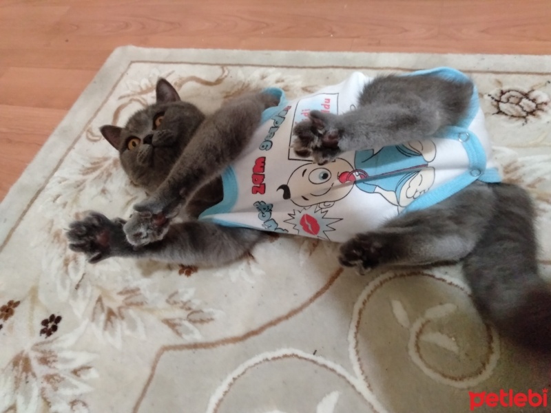 British Shorthair, Kedi  Miya fotoğrafı