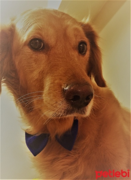 Golden Retriever, Köpek  Oscar fotoğrafı