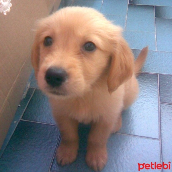 Golden Retriever, Köpek  Oscar fotoğrafı