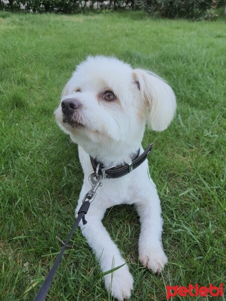 Maltese, Köpek  Miço fotoğrafı