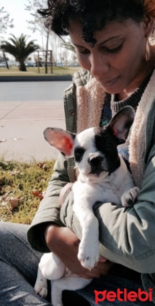 Fransız Bulldog, Köpek  buddy fotoğrafı