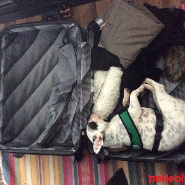 Fransız Bulldog, Köpek  buddy fotoğrafı