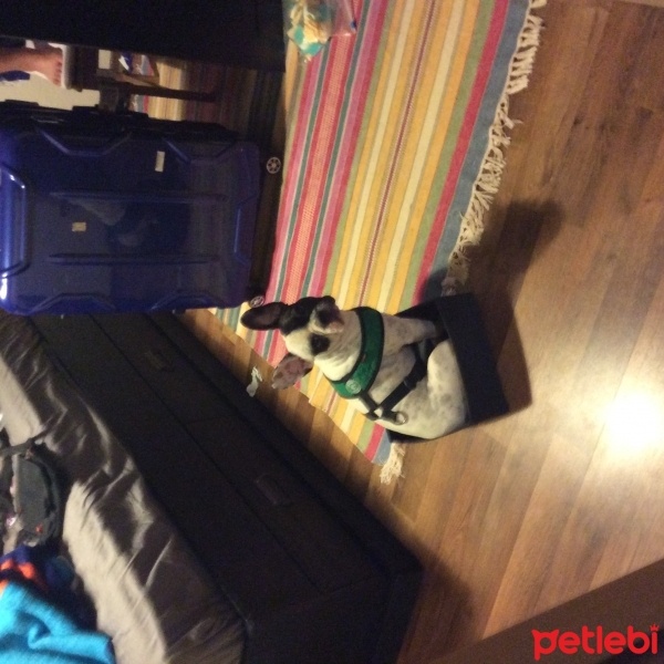 Fransız Bulldog, Köpek  buddy fotoğrafı