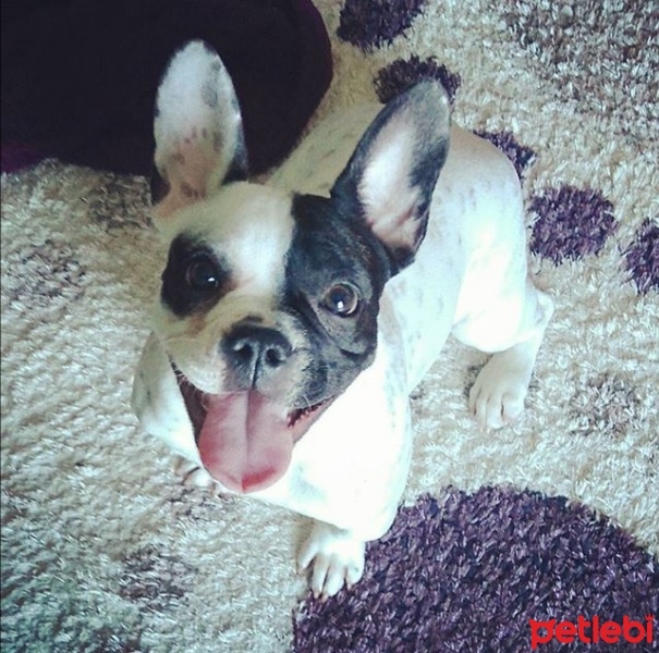 Fransız Bulldog, Köpek  buddy fotoğrafı