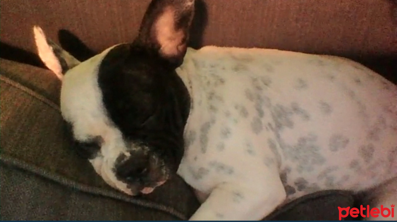 Fransız Bulldog, Köpek  buddy fotoğrafı