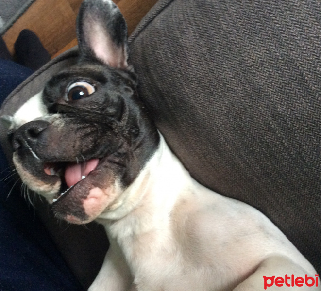 Fransız Bulldog, Köpek  buddy fotoğrafı
