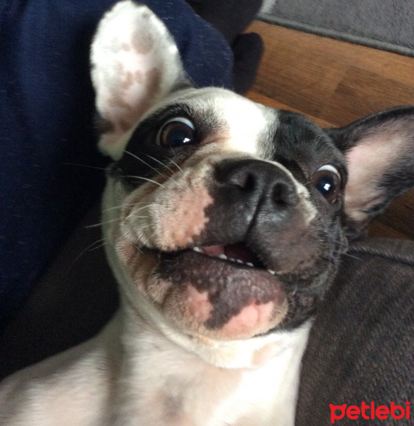 Fransız Bulldog, Köpek  buddy fotoğrafı