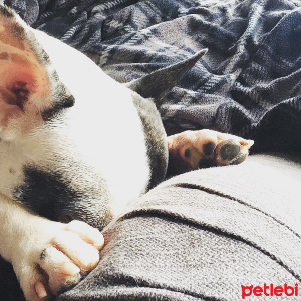 Fransız Bulldog, Köpek  buddy fotoğrafı