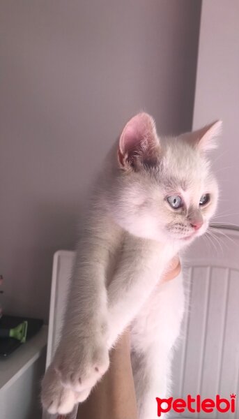 British Shorthair, Kedi  Bulut fotoğrafı