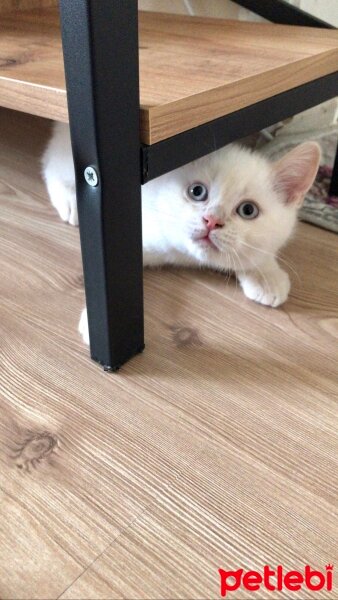 British Shorthair, Kedi  Bulut fotoğrafı