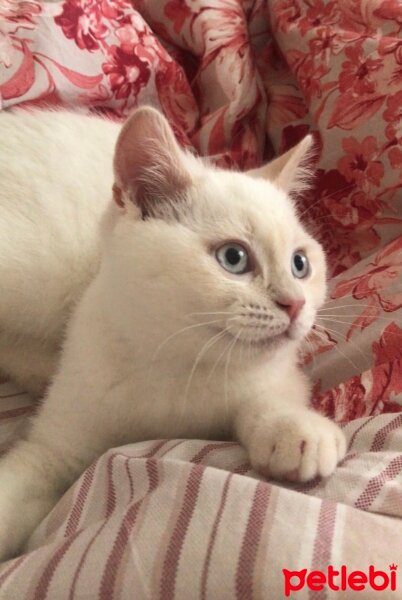 British Shorthair, Kedi  Bulut fotoğrafı