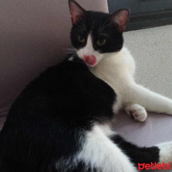 Tuxedo (Smokin) Kedi, Kedi  Ayşe fotoğrafı