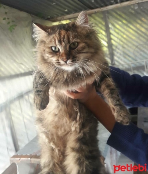 Norwegian Forest, Kedi  Ponçikella fotoğrafı