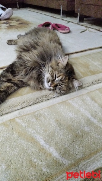 Norwegian Forest, Kedi  Ponçikella fotoğrafı