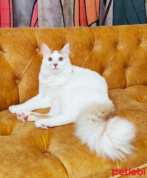 Sarman, Kedi  Karamel fotoğrafı