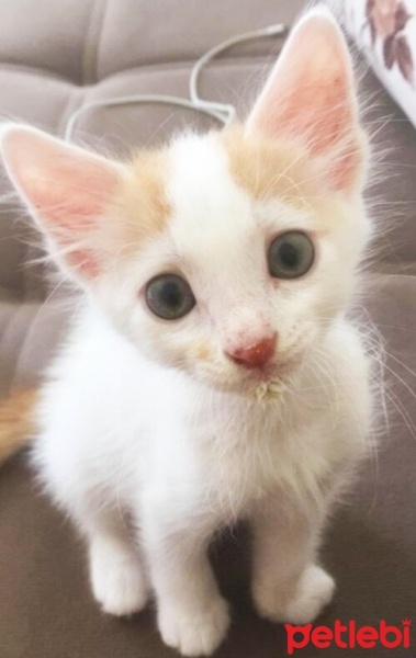 Sarman, Kedi  Karamel fotoğrafı