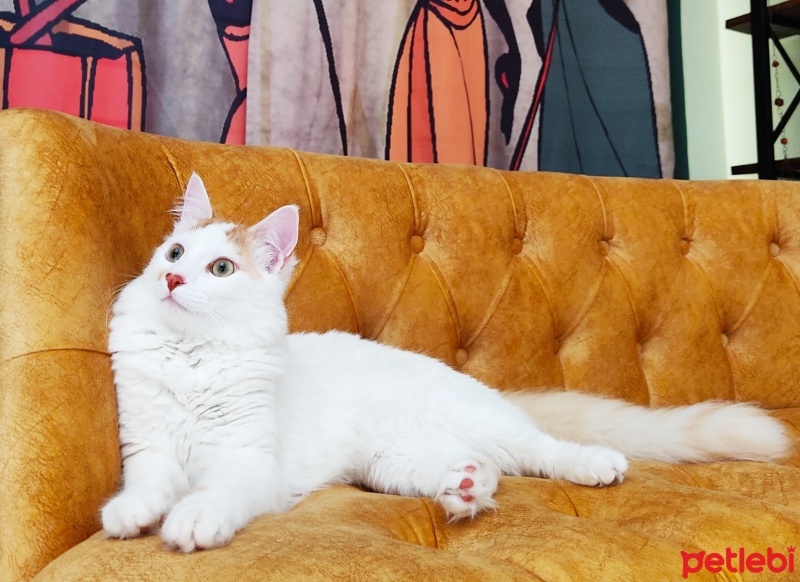 Sarman, Kedi  Karamel fotoğrafı
