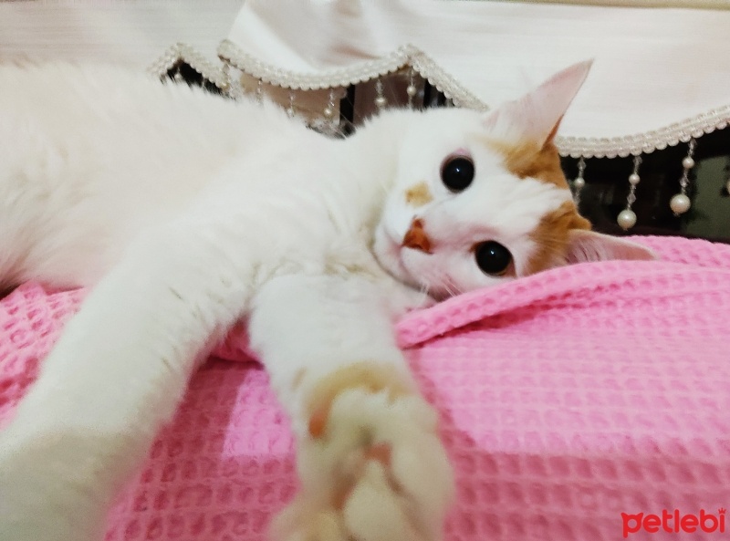 Sarman, Kedi  Karamel fotoğrafı