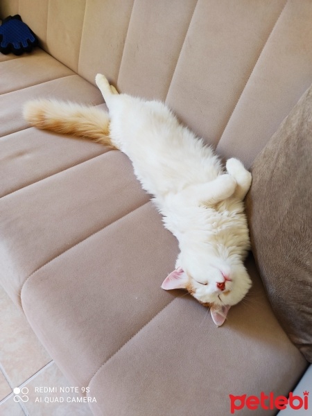 Sarman, Kedi  Karamel fotoğrafı